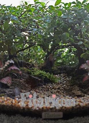 Флорариум "лес"4 фото