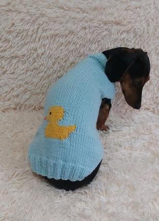 Теплый свитер для таксы с уткой,теплая одежка свитер для собаки3 фото