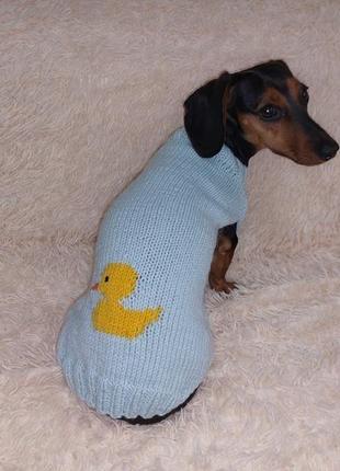 Теплый свитер для таксы с уткой,теплая одежка свитер для собаки7 фото