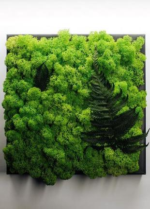 Картина з стабілізованого моху і папороті2 фото