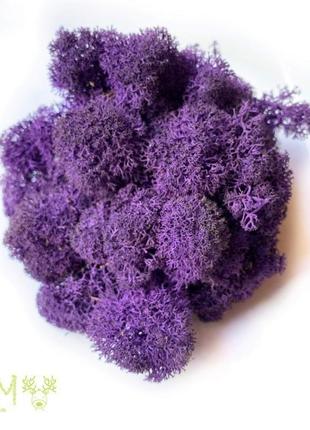 Стабилизированный норвежский мох ягель фиолетовый1 фото