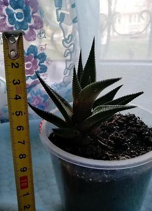 Хавортия лимолистная (haworthia limifolia). отправка с открытой корневой системой, без стаканчика но с присутствием земляного кома.3 фото