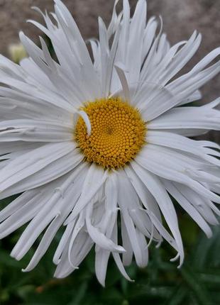 Ромашка crazy daisy