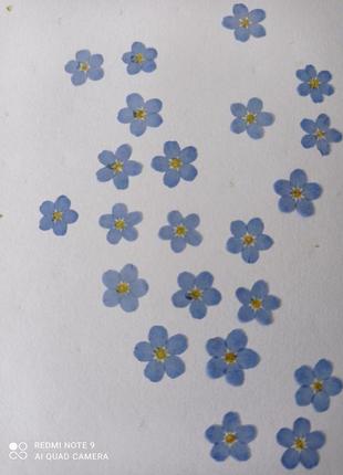 Прессованные незабудки, сухоцветы для изделий из эпоксидной смолы3 фото