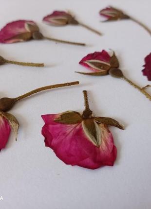 Пресована троянда, сухоцвіт троянди, сухоцвіт для виробів з епоксидної смоли3 фото
