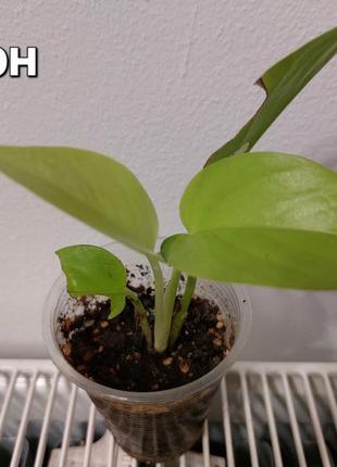 Эпипремнум marble queen, golden, neon 3