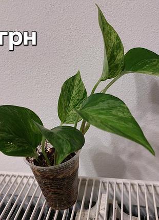 Эпипремнум marble queen, golden, neon
