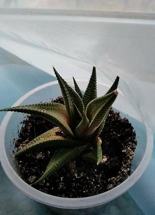 Хавортия лимолистная (haworthia limifolia). отправка с открытой корневой системой, без стаканчика но с присутствием земляного кома.1 фото