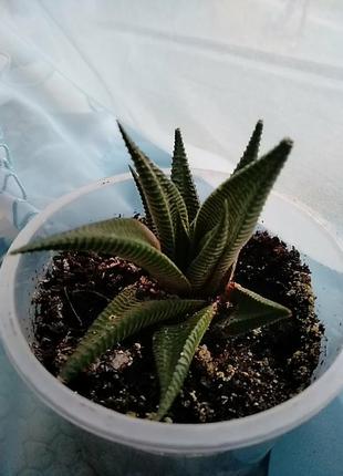 Хавортия лимолистная (haworthia limifolia). отправка с открытой корневой системой, без стаканчика но с присутствием земляного кома.2 фото