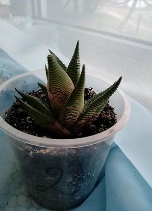 Хавортия лимолистная (haworthia limifolia). отправка с открытой корневой системой, без стаканчика но с присутствием земляного кома.3 фото