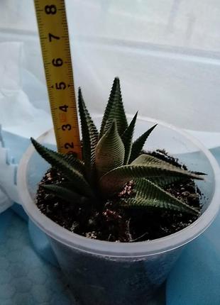 Хавортия лимолистная (haworthia limifolia). отправка с открытой корневой системой, без стаканчика но с присутствием земляного кома.4 фото