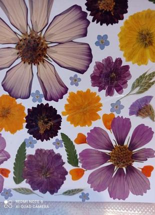 Сухоцветы. набор для эпоксидной смолы, цветы для творчества3 фото