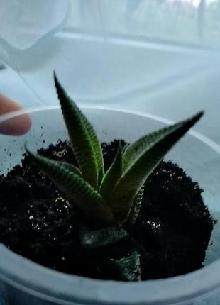 Хавортия лимолистная (haworthia limifolia). отправка с открытой корневой системой, без стаканчика но с присутствием земляного кома.2 фото