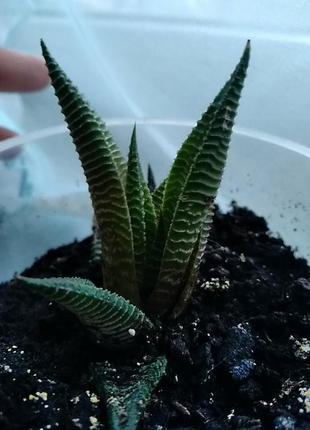 Хавортия лимолистная (haworthia limifolia). отправка с открытой корневой системой, без стаканчика но с присутствием земляного кома.3 фото