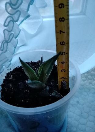 Хавортия лимолистная (haworthia limifolia). отправка с открытой корневой системой, без стаканчика но с присутствием земляного кома.5 фото