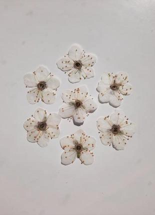 Колір вишні, білі квіти вишні, плоска сушка.1 фото