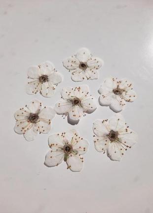 Колір вишні, білі квіти вишні, плоска сушка.4 фото