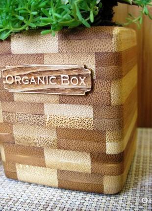 Mini organic box из бамбука для суккулентов (set of 3)3 фото