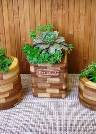 Mini organic box из бамбука для суккулентов (set of 3)4 фото