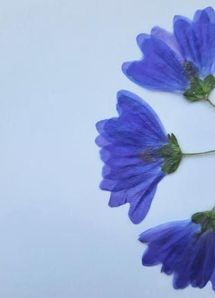 Яскраві фіолетові квіти3 фото