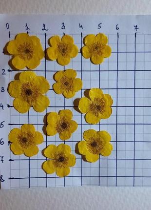 Желтые сухие цветы, лютик2 фото