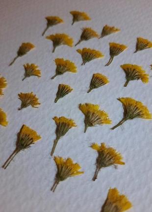 Маленькие желтые цветы одуванчика
