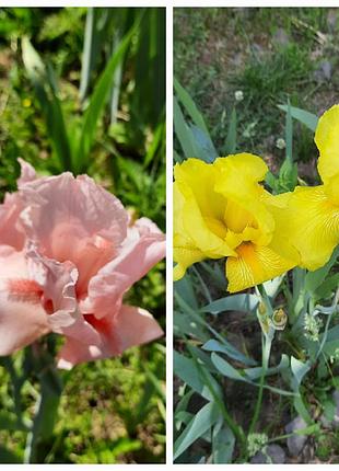 Ирисы пишники цветы