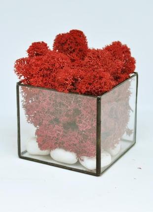 Мосариум "куб" і червоний скандинавський мох, флораріум і червоний мох, подарунок на новий рік