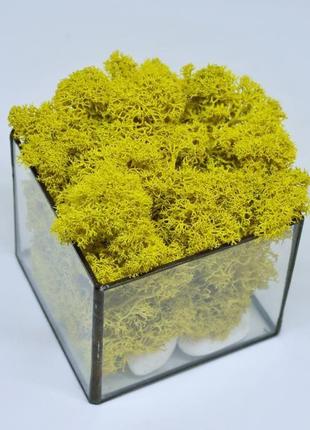 Флорариум (мосариум) куб и скандинавский желтый мох, подарок маме, подарок на новый год3 фото