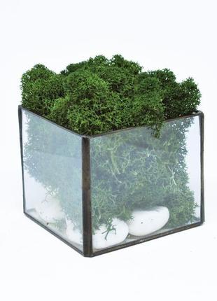 Куб из стекла и скандинавский темно-зеленый мох, отличный подарок на новый год, подарок маме,