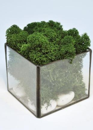 Куб зі скла і скандинавський темно-зелений мох, відмінний подарунок на новий рік подарунок мамі,2 фото