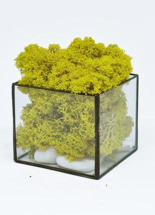 Флорариум, мосариум куб, для декора и скандинавского мха3 фото