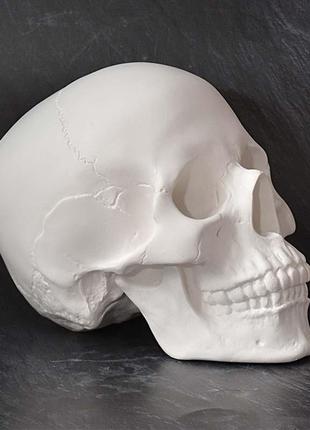 Модель черепа человека. череп из гипса в натуральную величину, наглядное пособие, предмет интерьера1 фото
