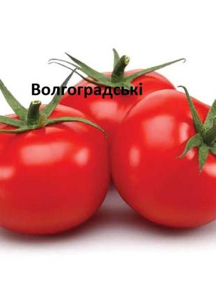 Насіння томатів волгоградський1 фото