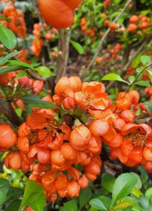 Японская айва, шикарная, плоды съедобные,ароматные, растение шикарное