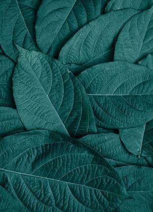 Вініловий фотофон 60х60см, frontlit 450 г/м2 №550084