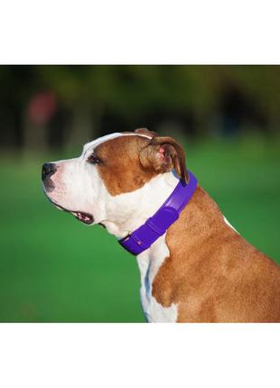 Нашийник для собак шкіряний waudog glamour з qr паспортом, без прикрас, ш 25 мм, дов 38-49 см фіолетовий4 фото