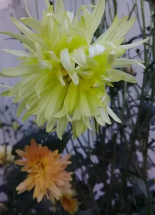 Хризантеми різні2 фото