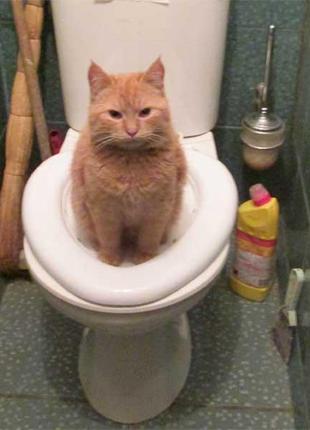 Туалет для кота citi kitty. для привчання кішки до унітаза. котячий туалет для котів і кішок4 фото