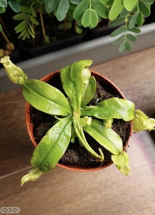 Непентес хукериана хищное растение (разные виды и размеры)2 фото