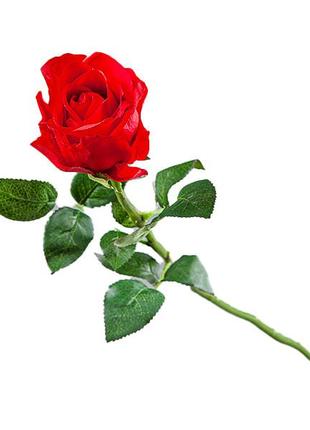 Роза красная 83см1 фото