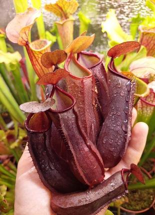 Непентес хищное растение (разные виды и размеры) ребекка1 фото