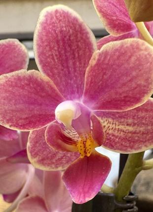 Орхидея мини коралловый1 фото