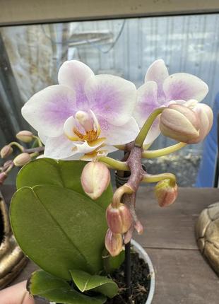 Орхидеия мини белый с розовым2 фото