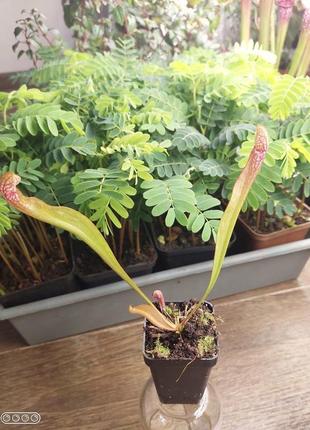 Сараценія врігліана хижа рослина (різні розміри)5 фото