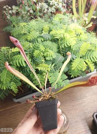 Сараценія врігліана хижа рослина (різні розміри)3 фото