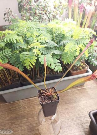 Саррацения вриглиана хищное растение (разные размеры )4 фото