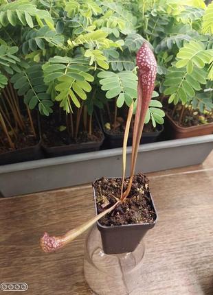 Саррацения вриглиана хищное растение (разные размеры )6 фото