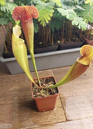 Саррацения зеленый гибрид хищное растение (разные размеры)3 фото
