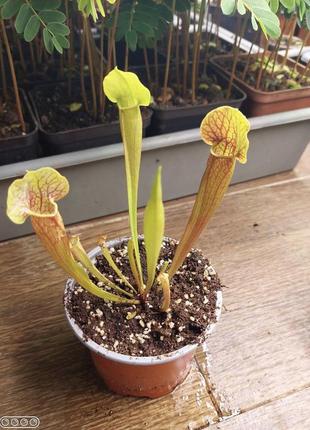 Саррацения зеленый гибрид хищное растение (разные размеры)2 фото